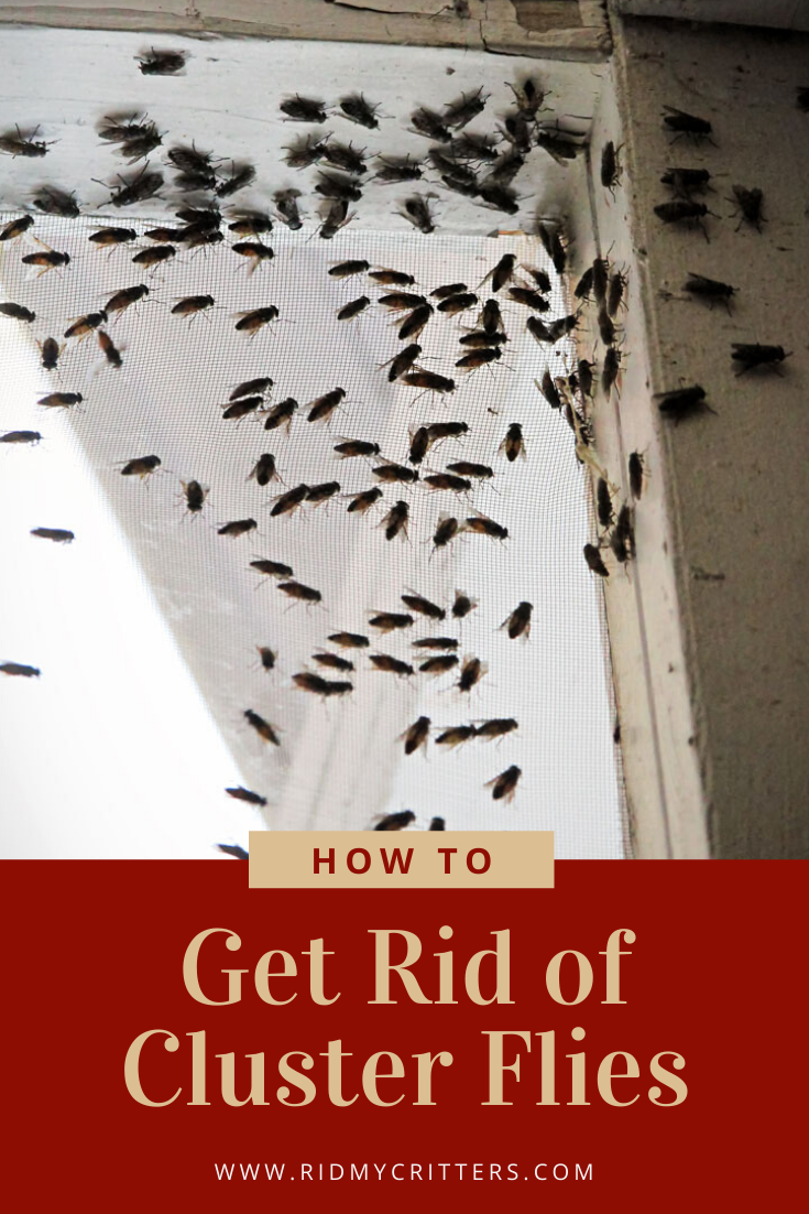 How To Get Rid Of Cluster Flies Naturally And Effectively