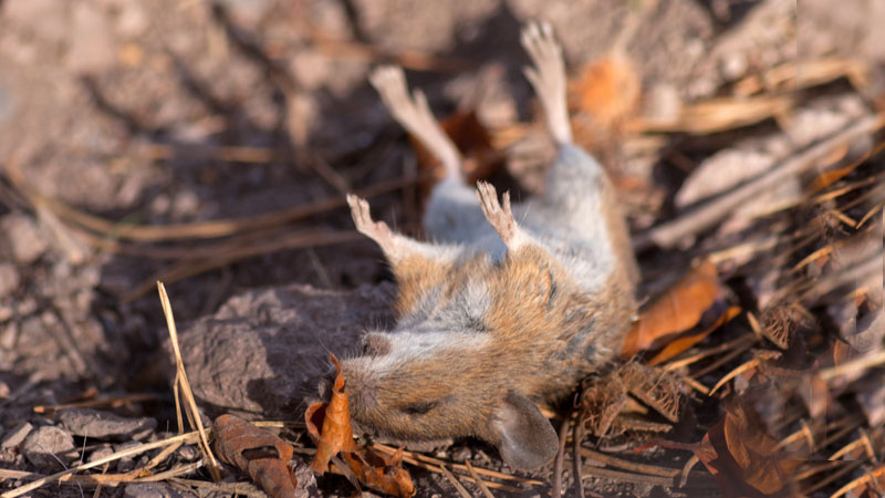 How to Get Rid of a Dead Mouse Smell (from Your House, Car, or Garage)