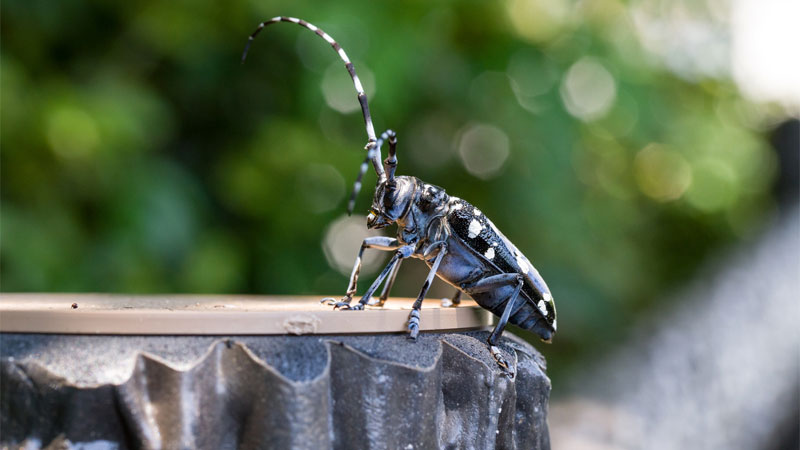 Asian longhorned beetle