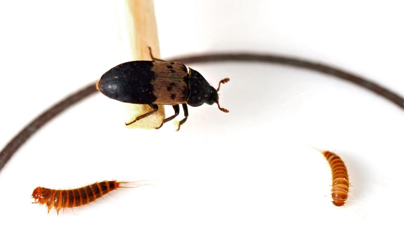 Dermestes lardarius larder