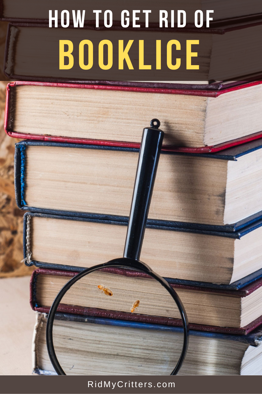 How to Get Rid of Booklice