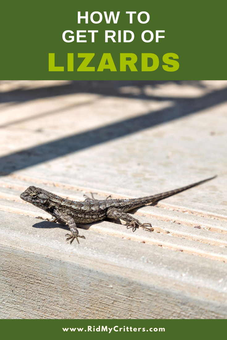 GRO lizards