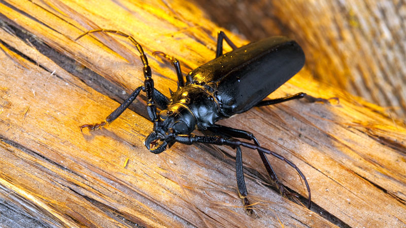 Palo Verde beetle