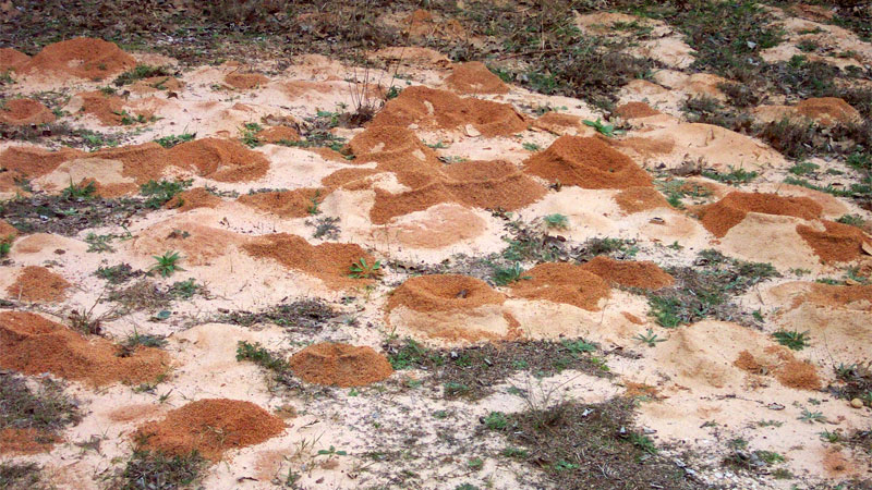 Texas leaf cutter ant mound