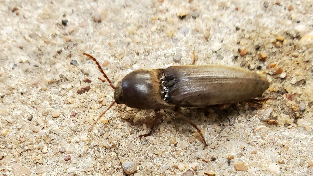 adult click beetle