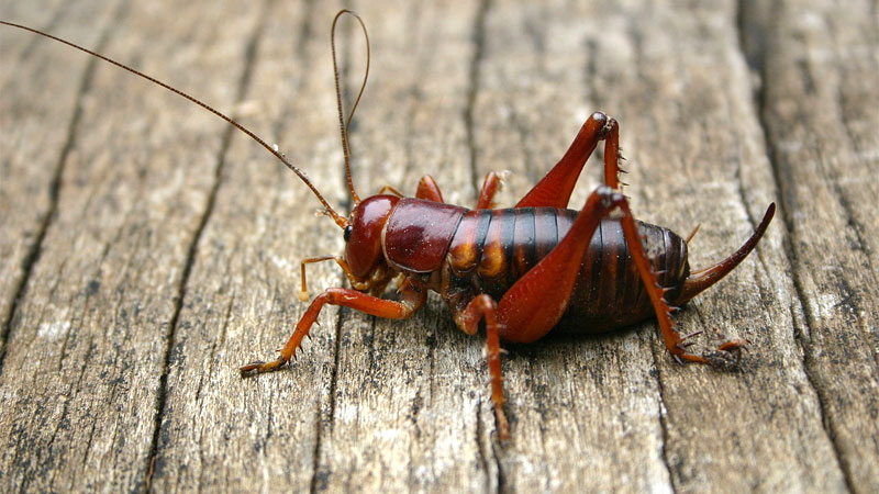 African cricket