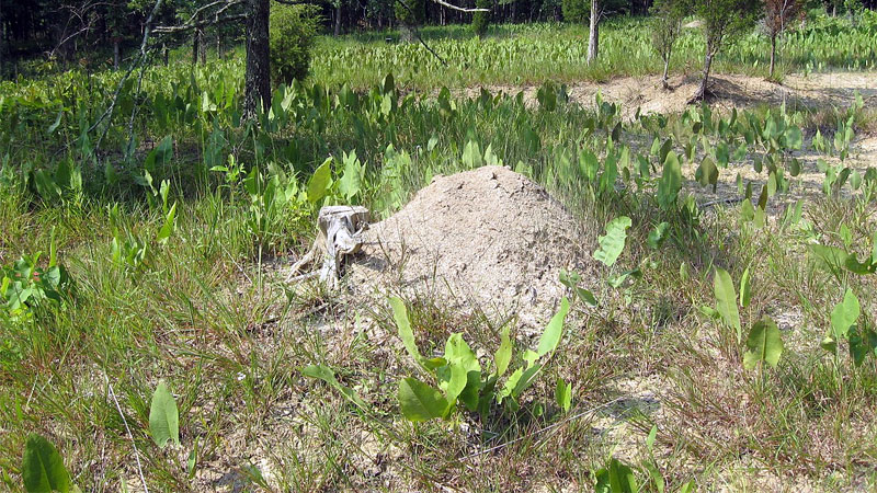 allegheny mound ant mound