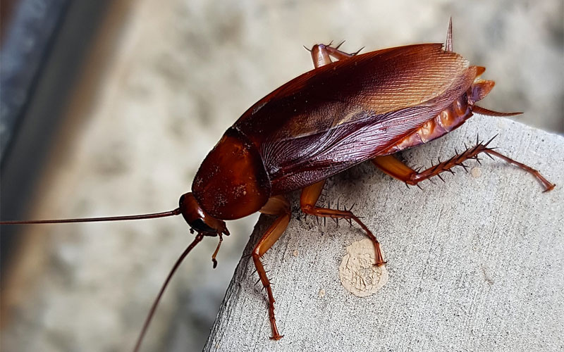 American cockroach