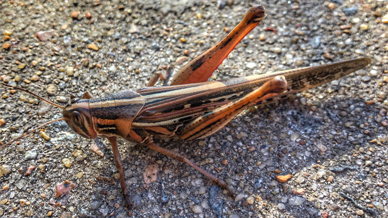 American grasshopper