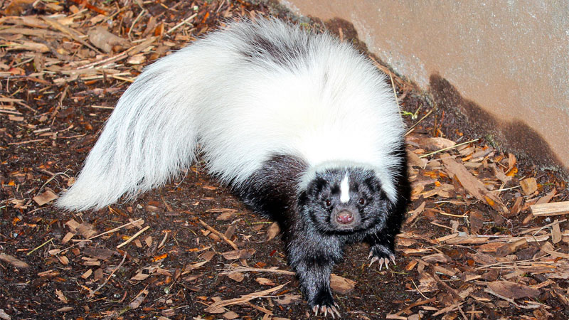 American hog-nosed skunk