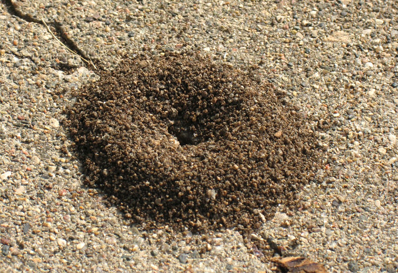 ant hill in a crack