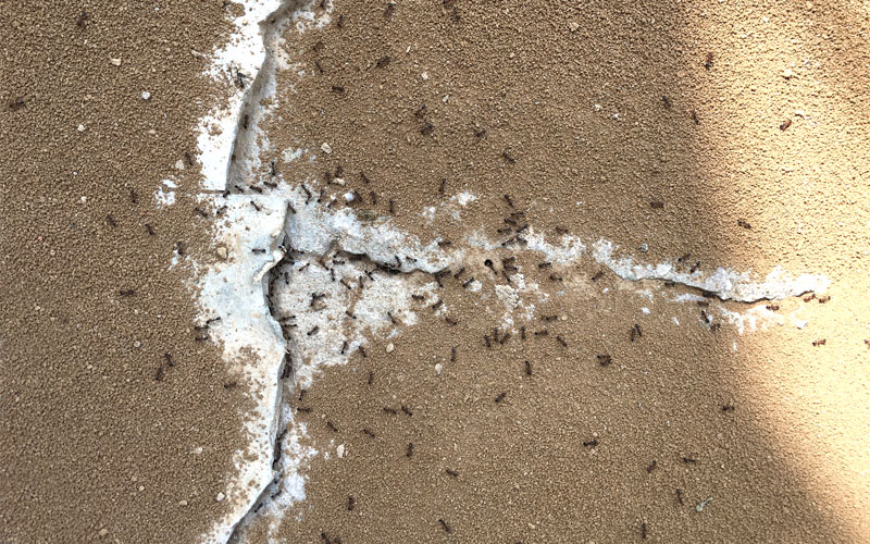 ants taking borax sugar back to colony