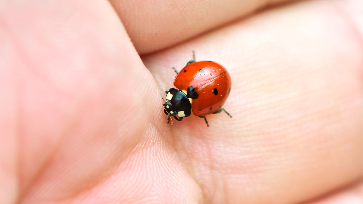 are ladybugs poisonous