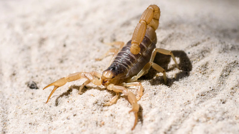 are scorpions dangerous
