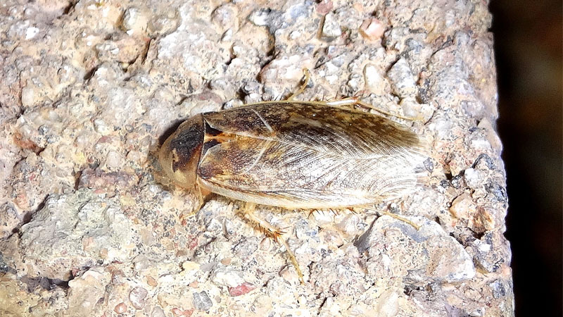 Arenivaga nalepae cockroach