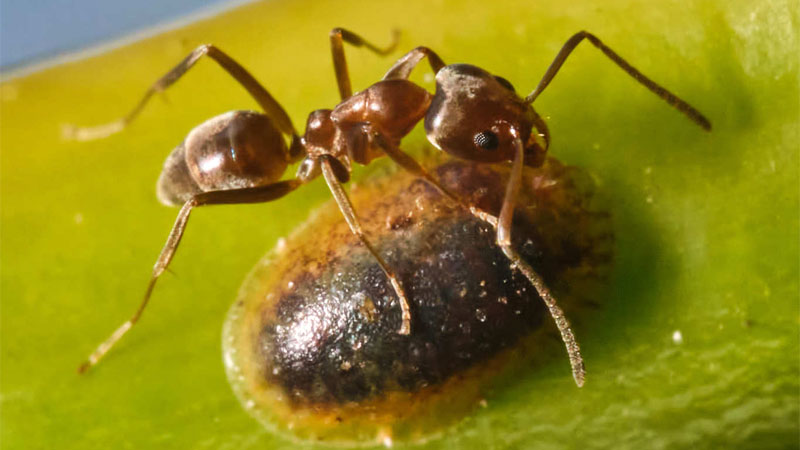 Argentine ant closeup
