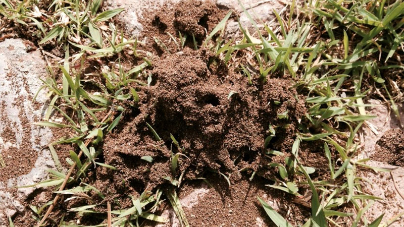 Argentine ant mound