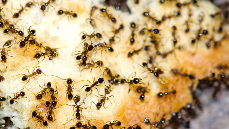 Argentine ants feeding