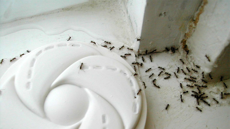 Argentine ants in house