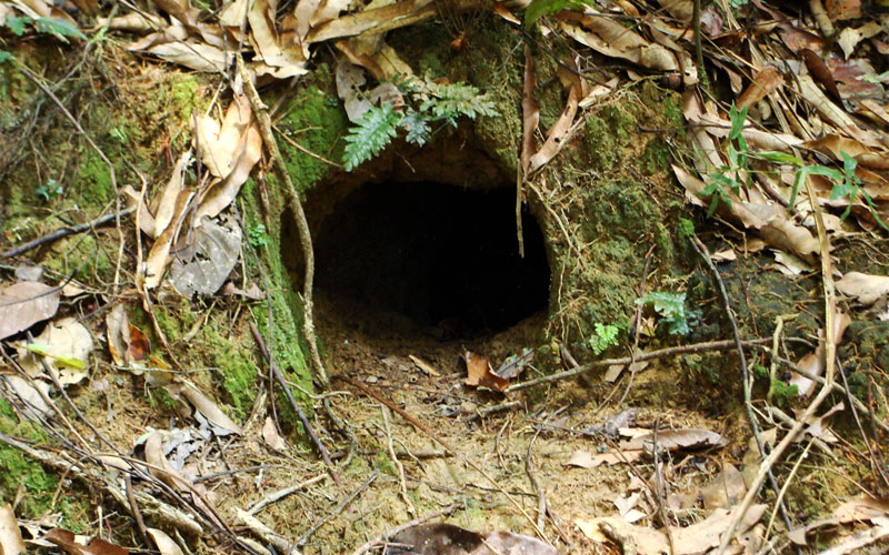 armadillo burrow