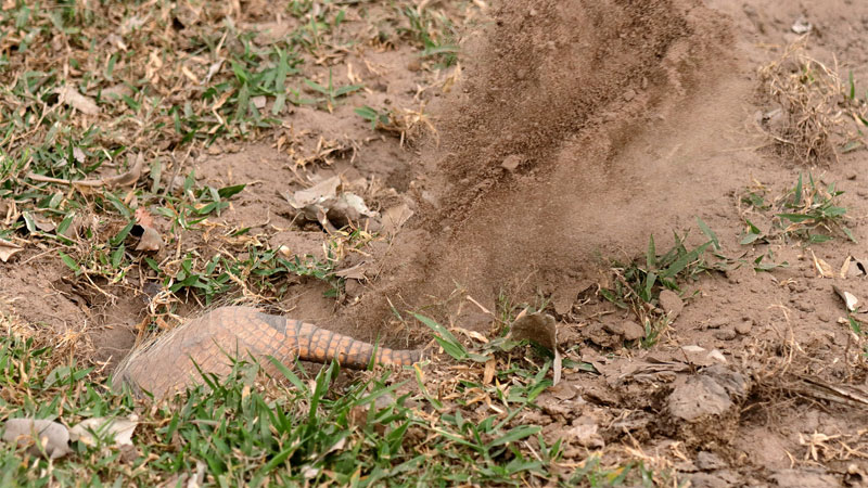 armadillo digging hole