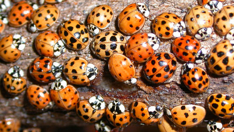 Asian lady beetle infestation