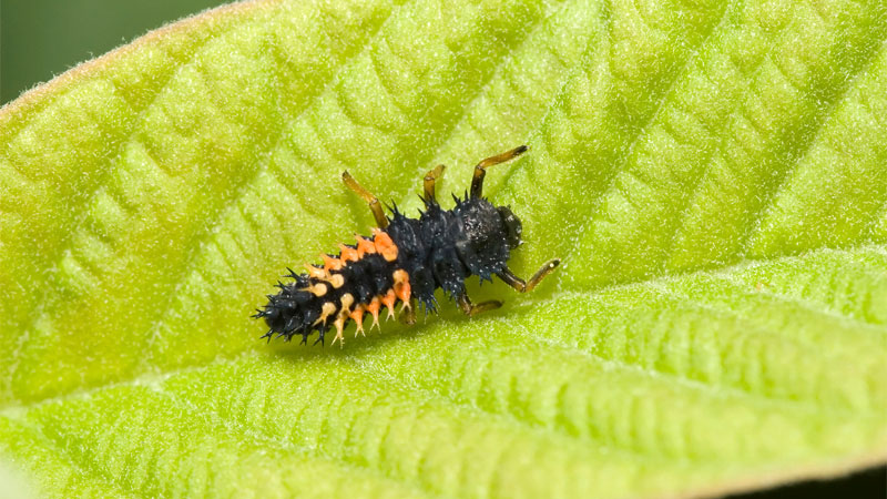 Asian lady beetle larvae