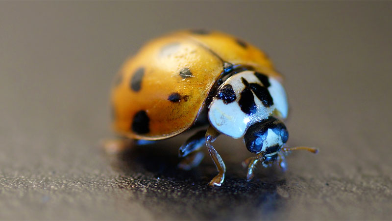 Asian lady beetle