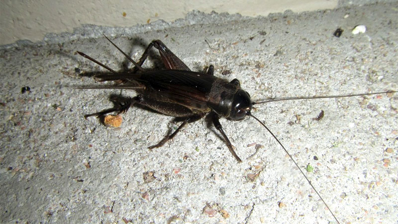 Australian field cricket