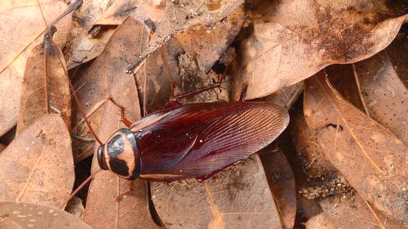 Australian cockroach