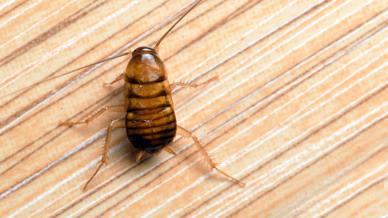 baby cockroach nymph