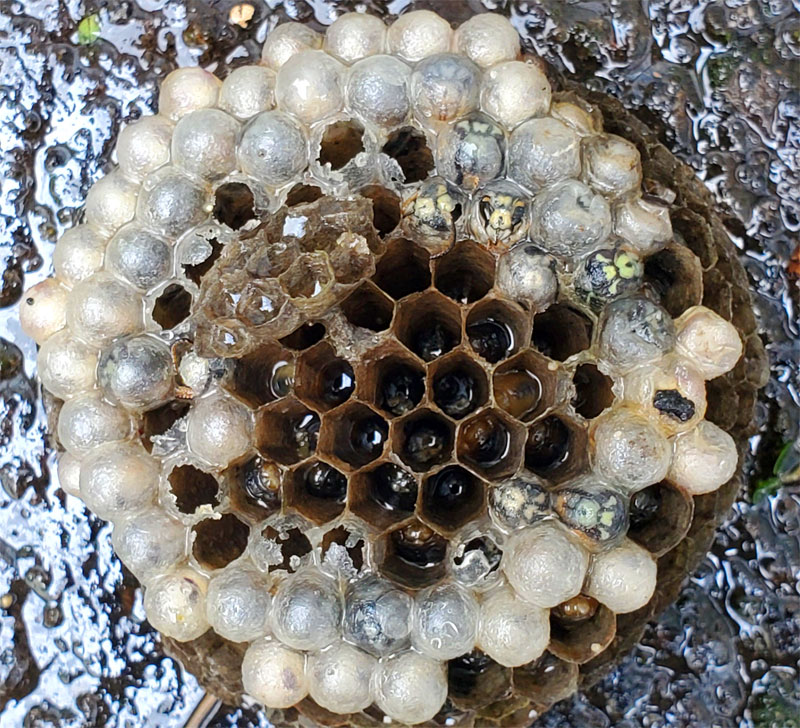 baby wasps in nest