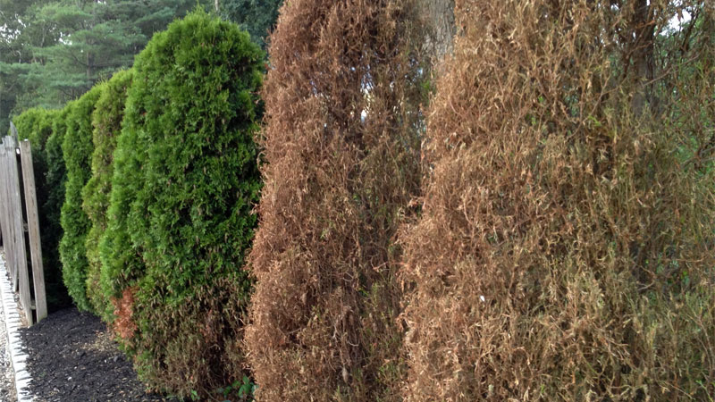 bagworm infestation damage