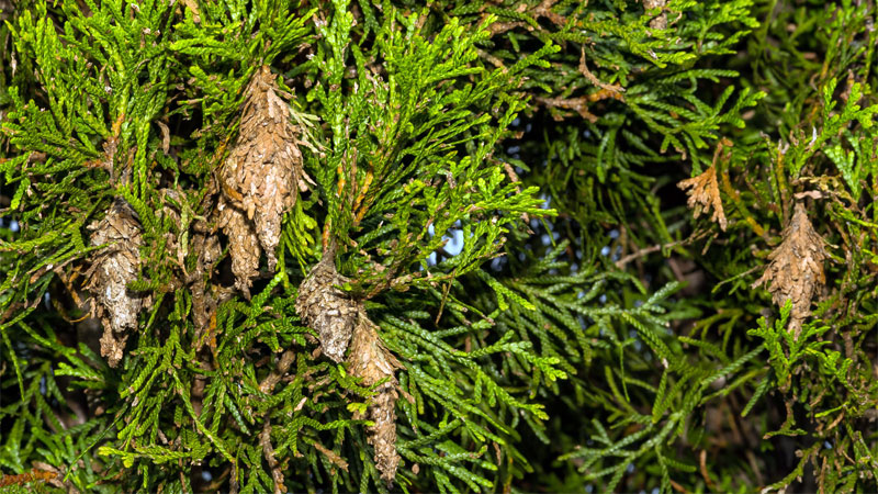 bagworm infestation