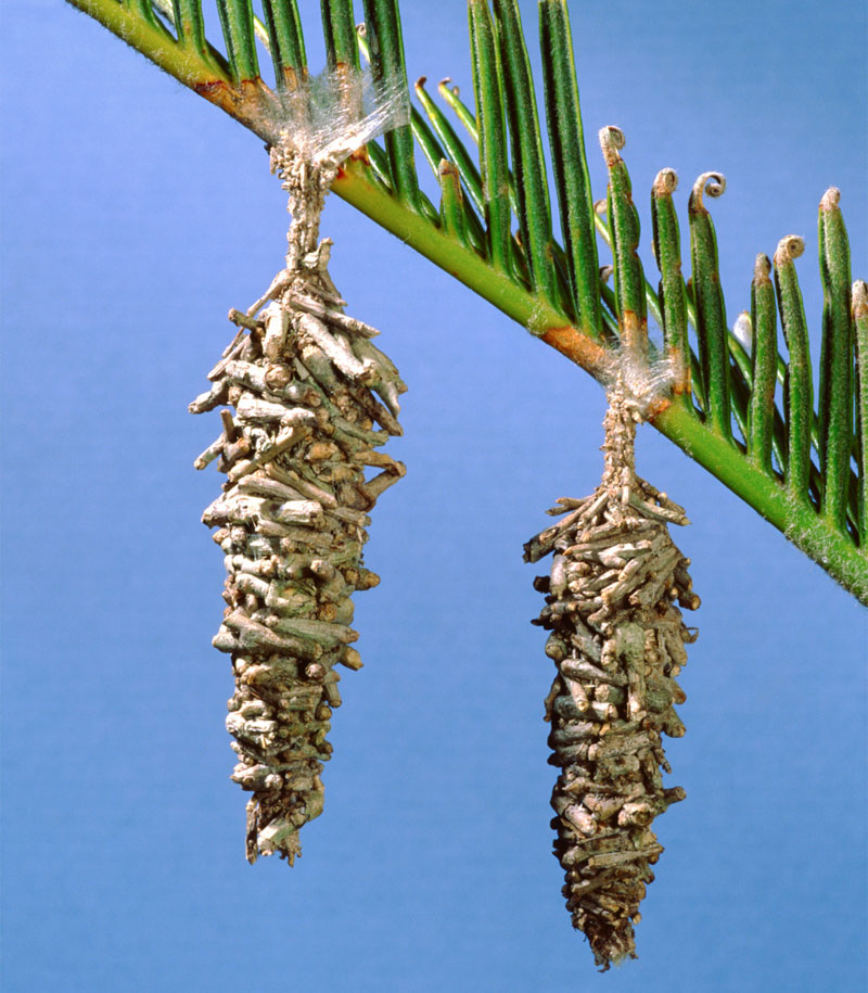 bagworm moth chrysalis