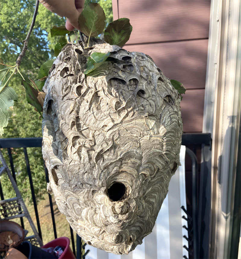 bald faced hornet nest