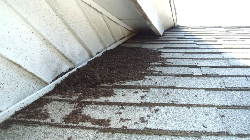bat guano on roof