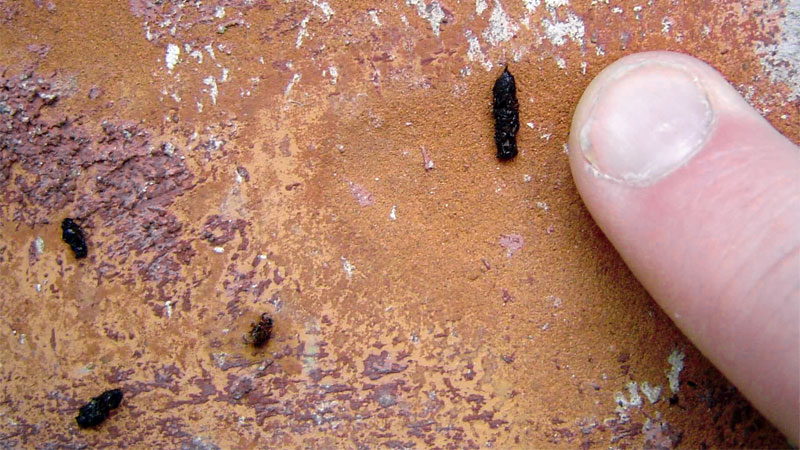 bat poop closeup