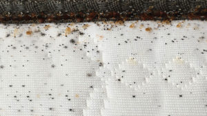 bed bug droppings on mattress