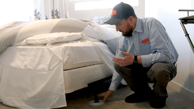 bed bug exterminator cost
