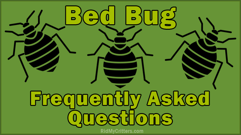 bed bug facts