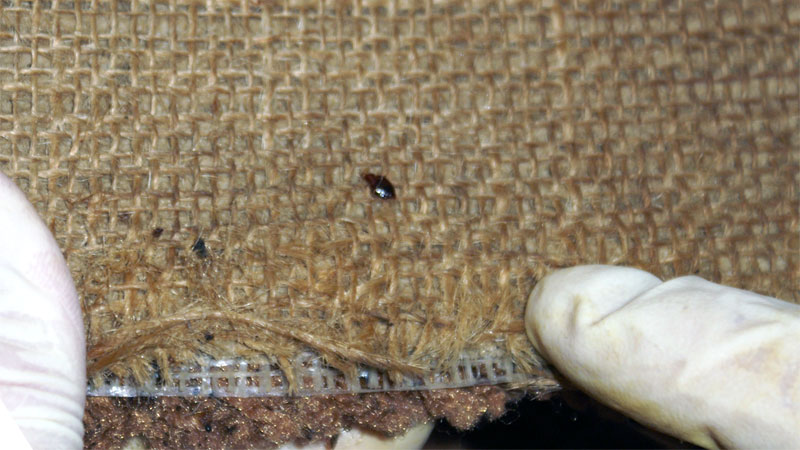 bed bug in carpet