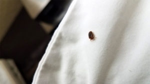 bed bugs on a bed