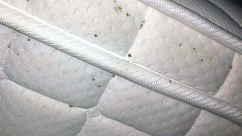 bed bug poop on mattress