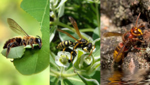 bee-vs-wasp-vs-hornet