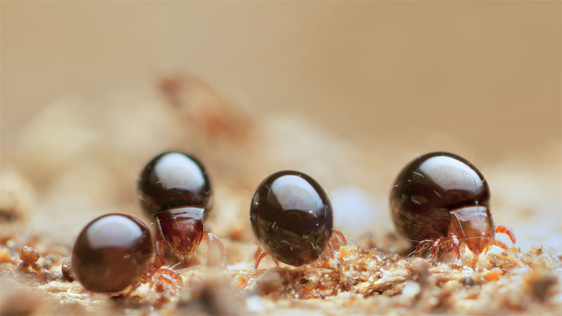 beetle mites