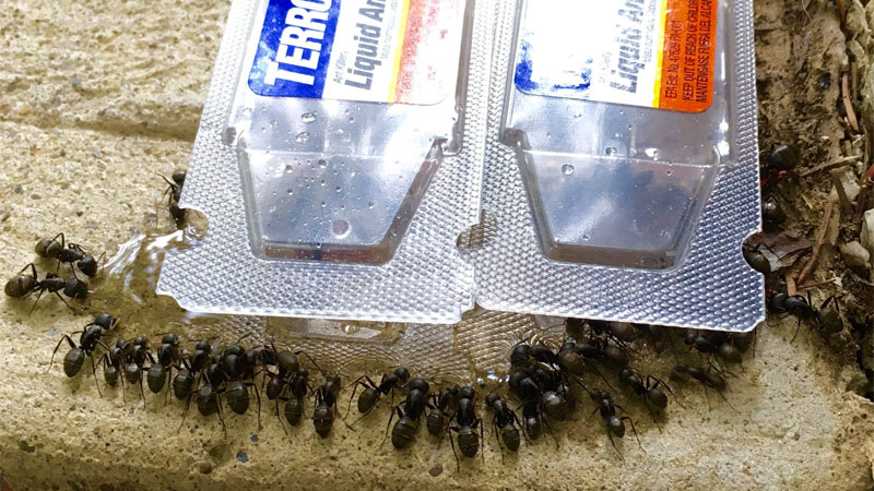 best carpenter ant bait trap