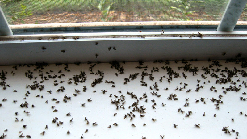 how to get gnats out of my bedroom