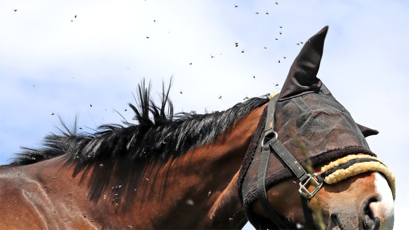 best horse fly spray