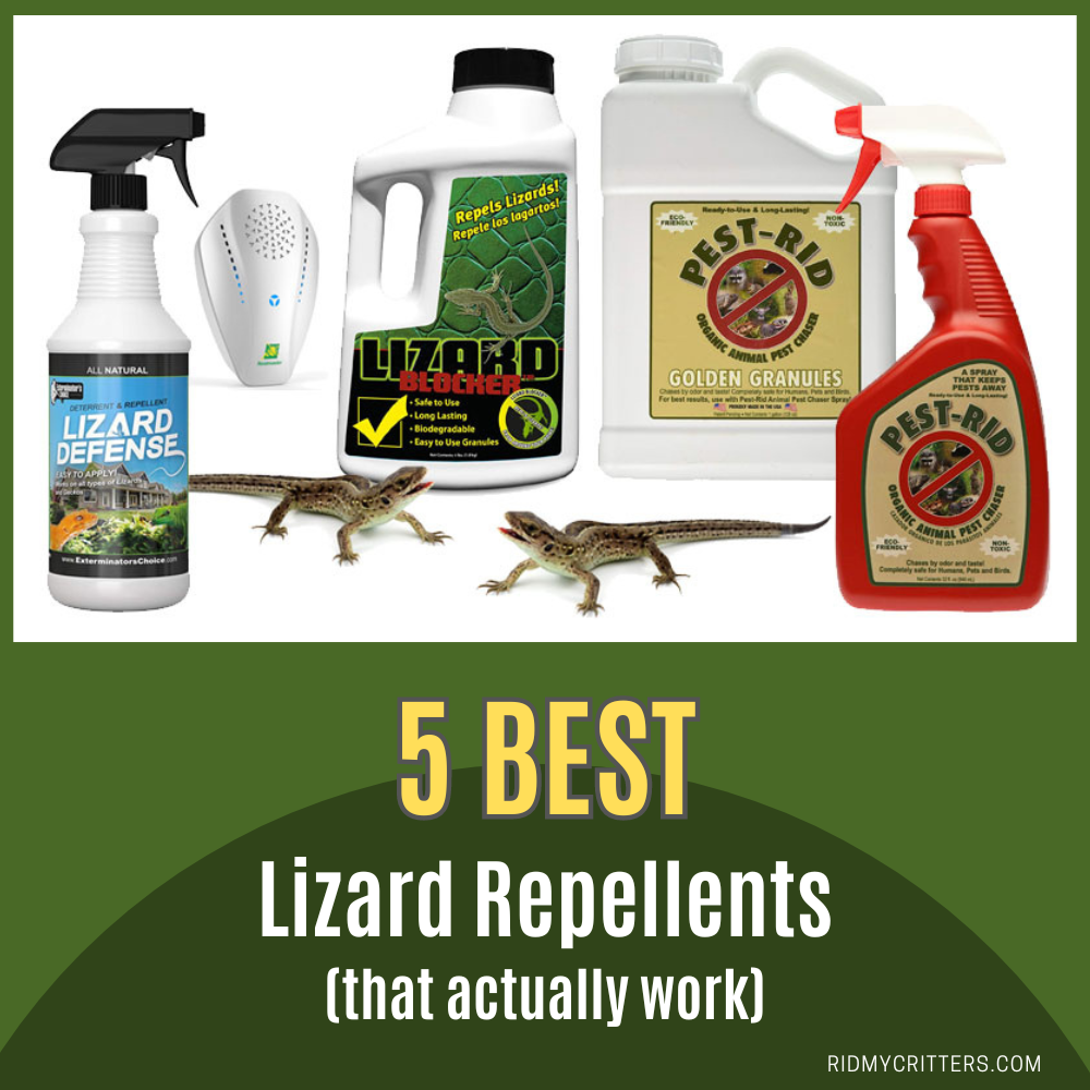 best lizard repellents